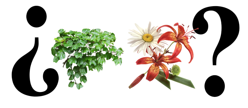 plantas-y-flores-para-jardines-vertyicales