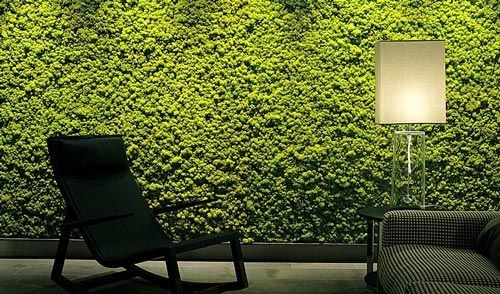 Decoración de pared de musgo, musgo preservado real, no requiere  mantenimiento, ecológico, natural, arte de pared verde, marco de musgo,  plantas