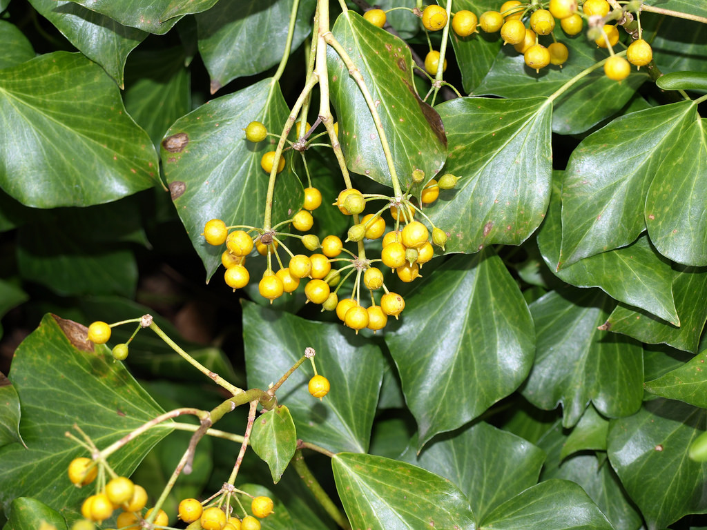 hedera