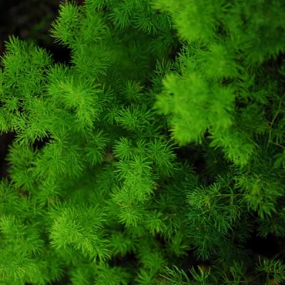 ming fern verde